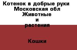 Котенок в добрые руки - Московская обл. Животные и растения » Кошки   . Московская обл.